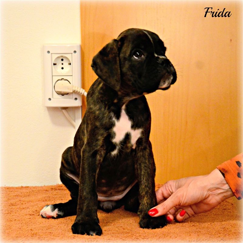 8 weeks